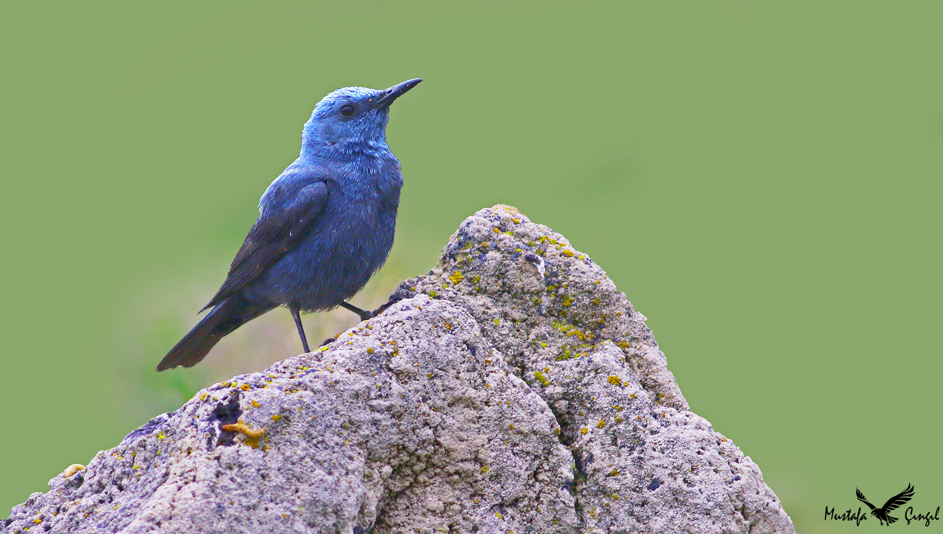 Blue Rock-Thrush
